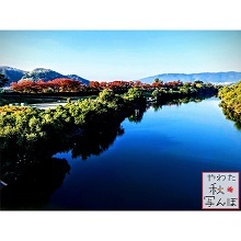宇治川とその奥に見える背割堤の紅葉
